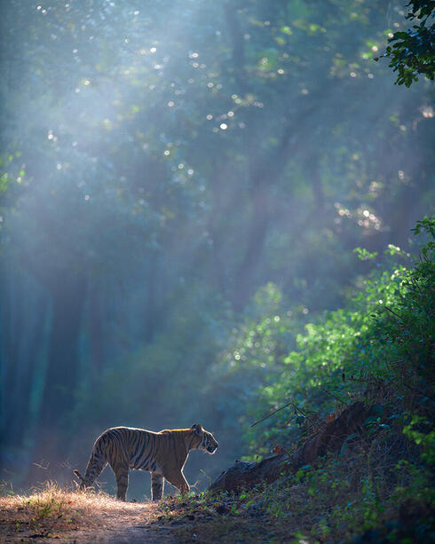Tiger backlit on wooded trail