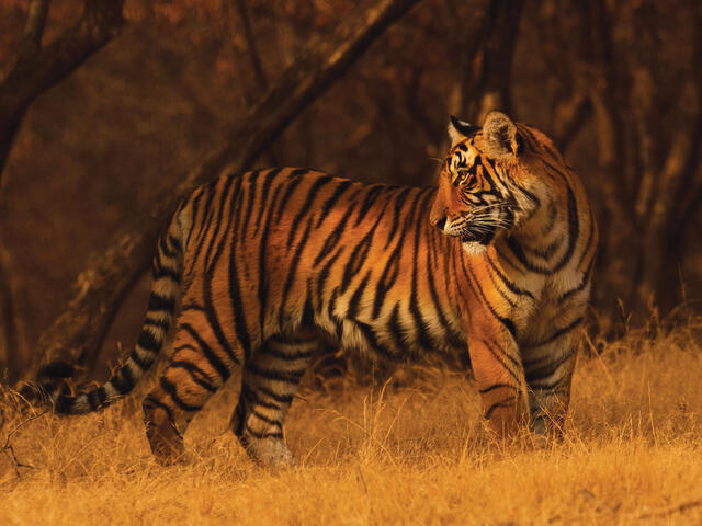 A turning point for tigers | Magazine Articles | WWF