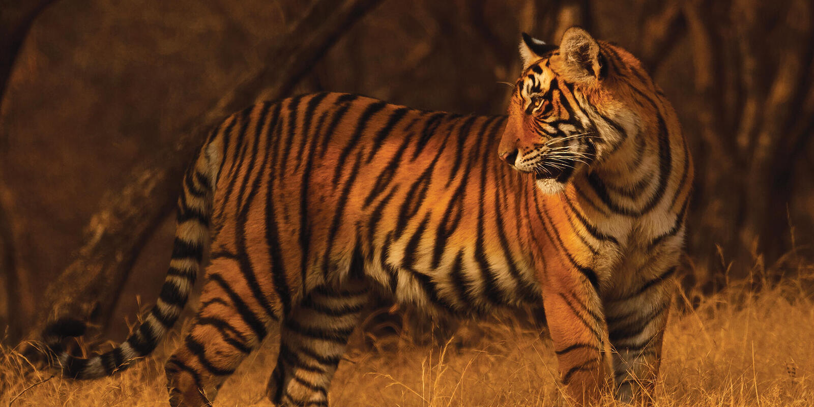 A turning point for tigers | Magazine Articles | WWF