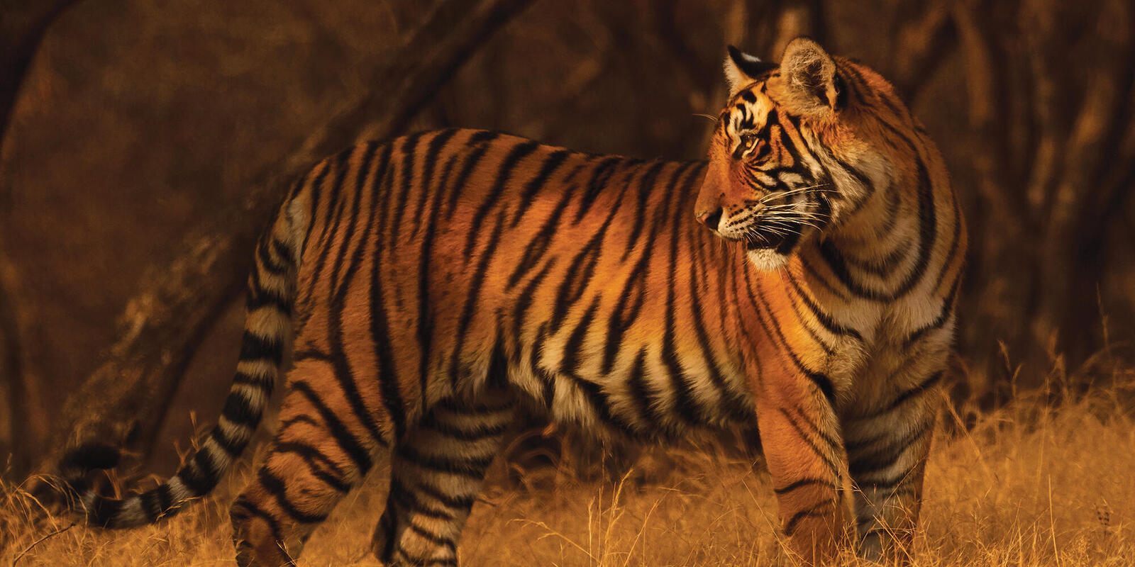 Tigers: The world's largest cats