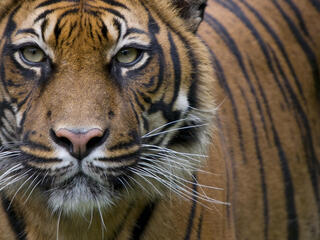 Close-up of a Sumatran Tiger