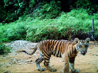 Camera trap image of Sumatran tiger cub, Riau, Indonesia