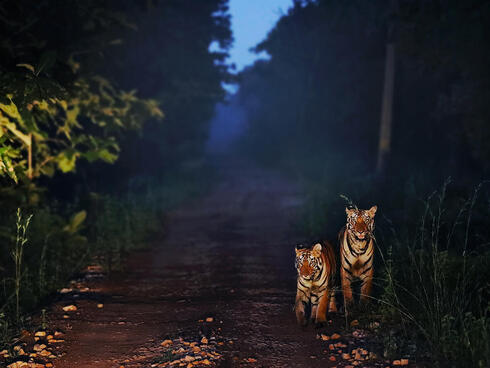 Two tigers face the camera on a road at a tiger reserve in the evening