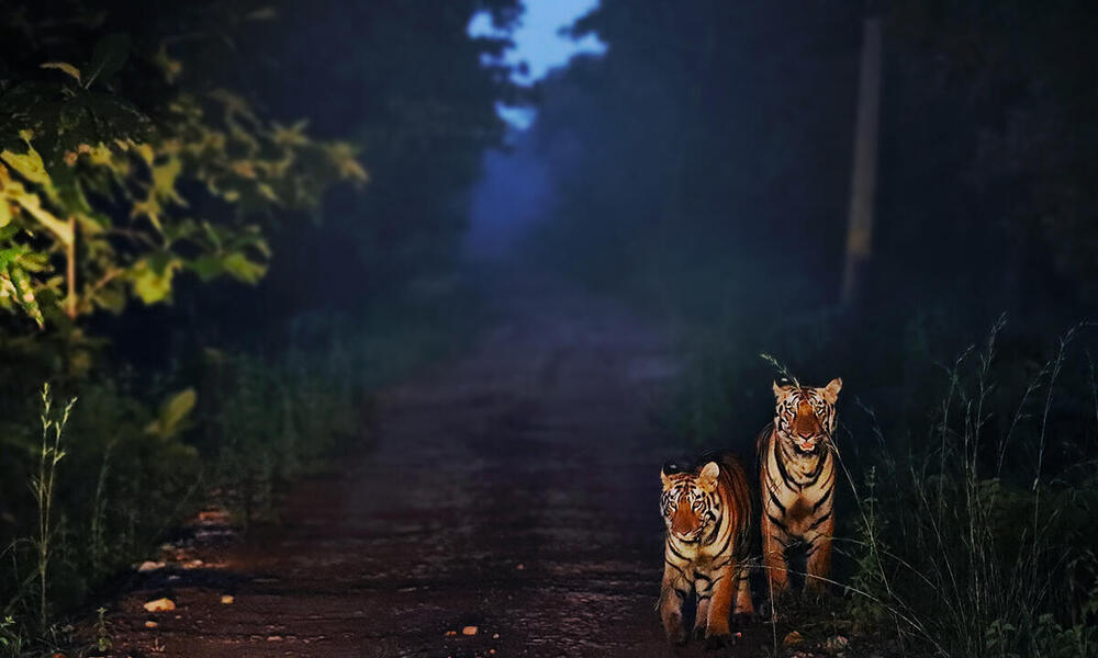 Two tigers face the camera on a road at a tiger reserve in the evening