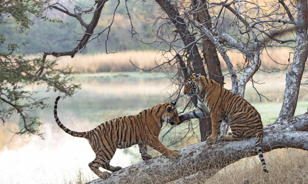 Tigers play on a fallen branch