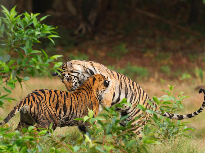 Life Cycle of Bengal Tiger - Birth, Adult, Territory, Death