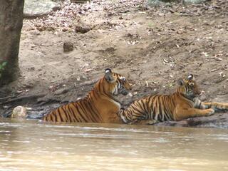 Tigress and cub in India
