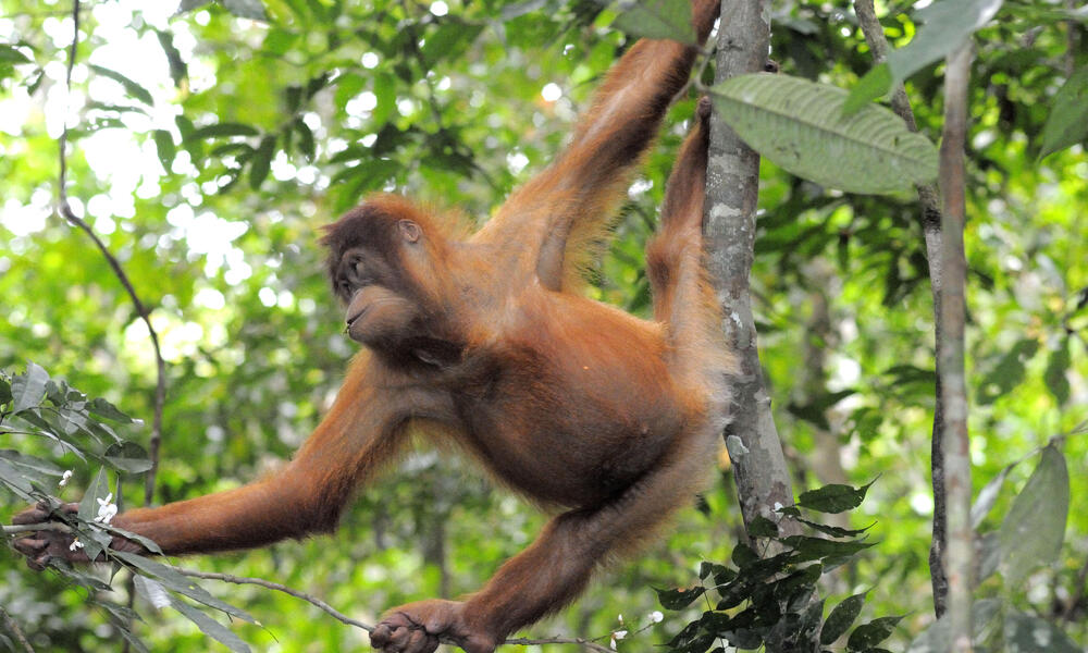 Timber Biodiversity 