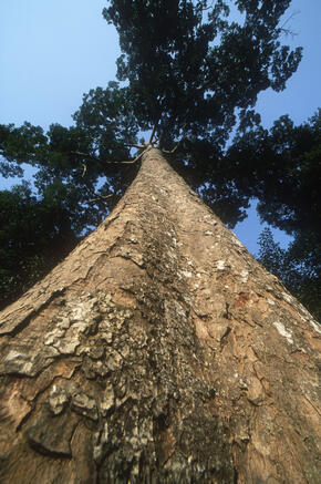 Timber Marginalized indigenous Local Communities