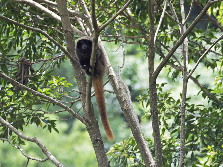 A titi-monkey sitting in a tree