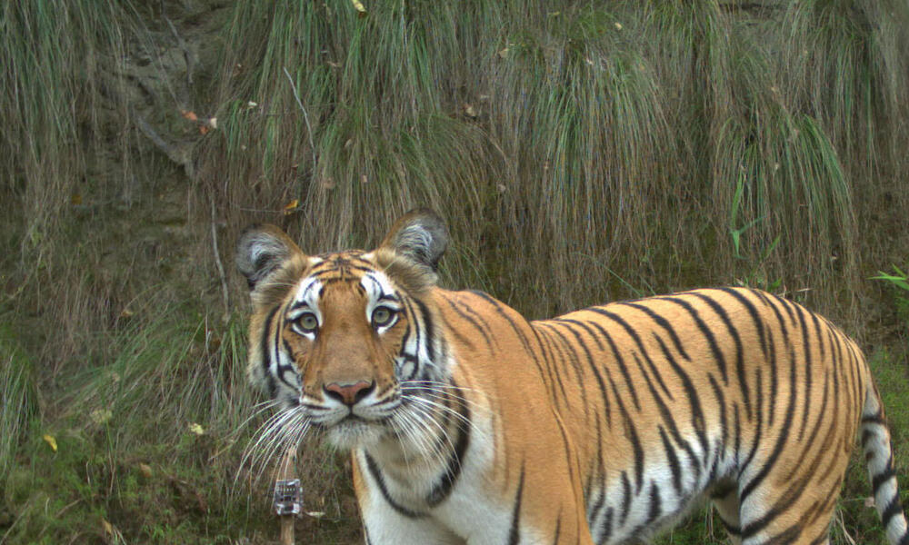 Tiger captured with camera trap