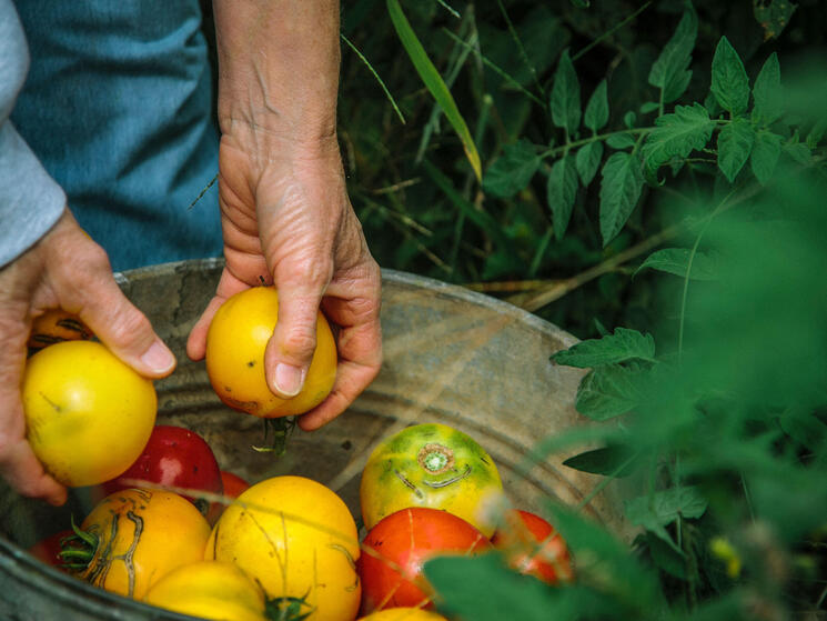 A person puts tomatoes in a bucket