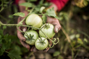 A close up of someone holding a handful of green tomatoes on the vine
