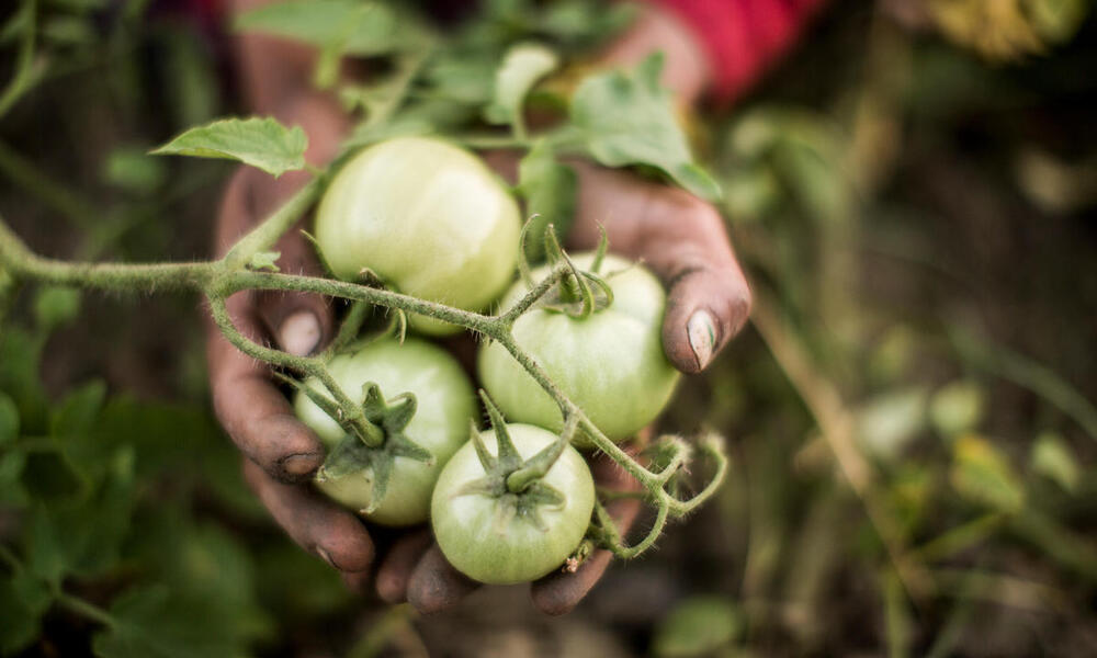 A close up of someone holding a handful of green tomatoes on the vine
