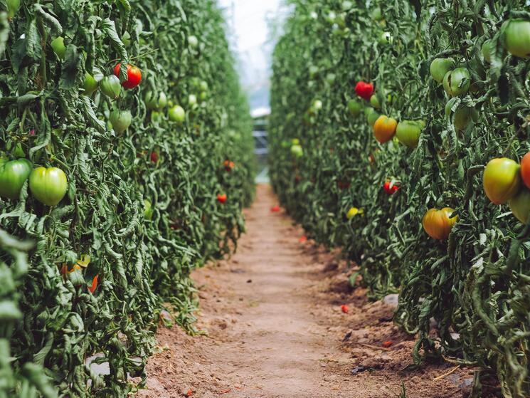 Two rows of tomato plants