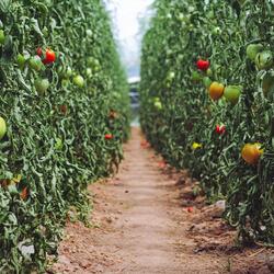 Two rows of tomato plants