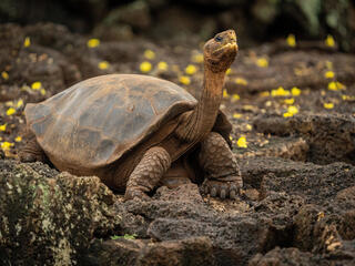 A brown tortoise with his neck stretched out