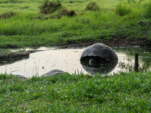 Tortoises in a small pond with green grass