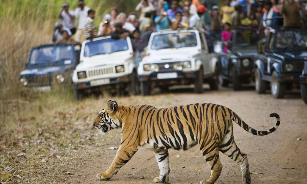 engal tiger crossing road in front of watching tourists