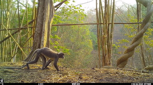 Small brown monkey with long tail walks through the forest