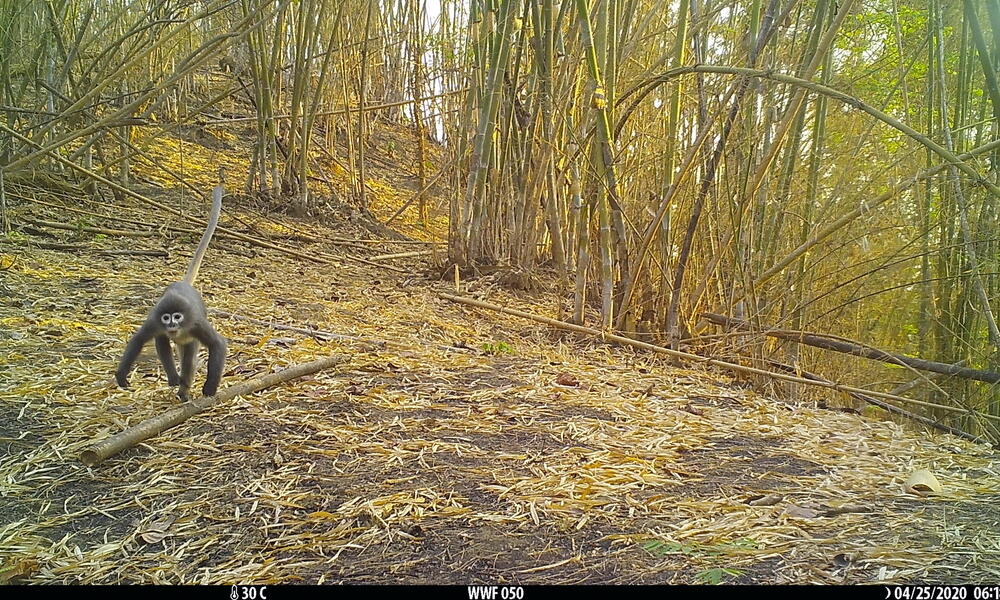 A small brown monkey runs through a bamboo forest and toward the camera