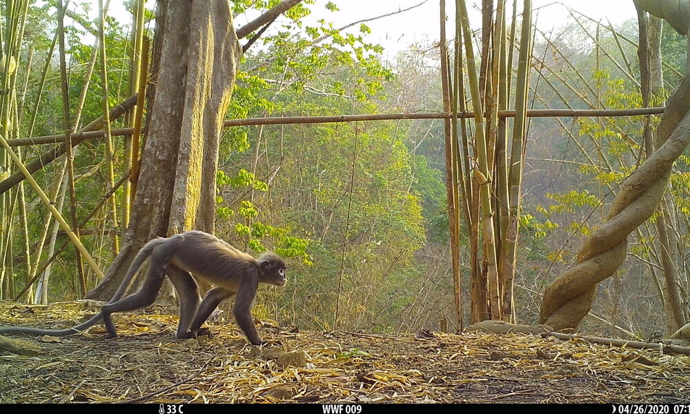 Small brown monkey with long tail walks through the forest
