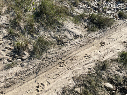 Paw prints in dirt trail