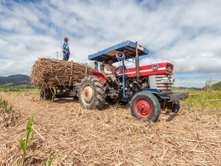 A man stands on the back of a blue tractor that's hauling harvested sugarcane