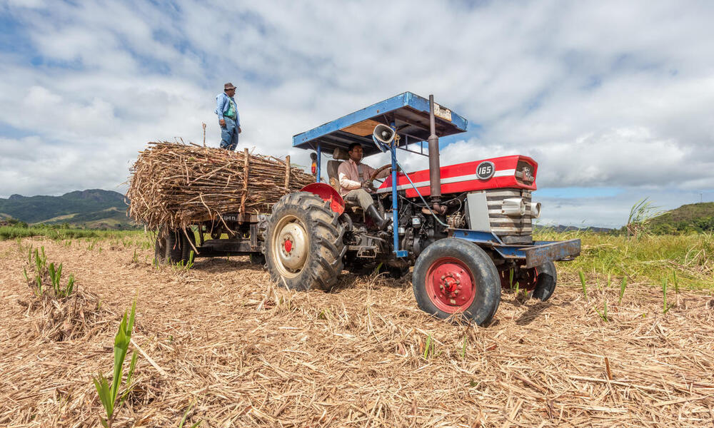 A man stands on the back of a blue tractor that's hauling harvested sugarcane