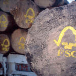 FSC logo painted on sustainable harvested logs. Uzachi forest, Oaxaca, Mexico