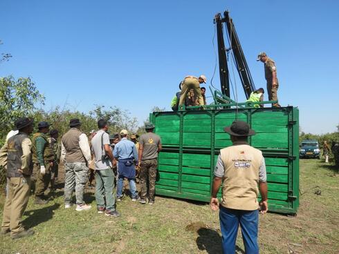 A group of conservation professionals stands outside of a large green relocation carrier and prepares to release the rhino to its new home