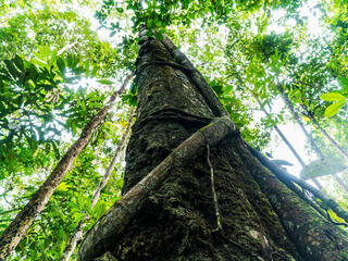 A tree in the Amazon rain forest stretches up toward the sun