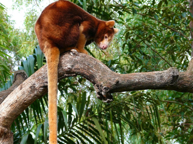 4d8rbbqvt6_TreeKangaroo_1600x1200px.jpg