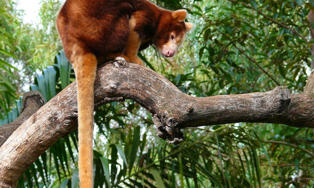 Tree Kangaroo Photos WWF