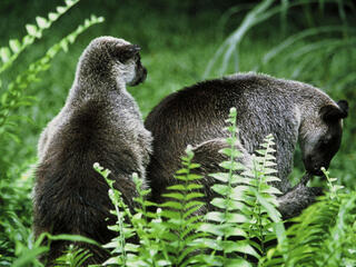 Tree Kangaroo 