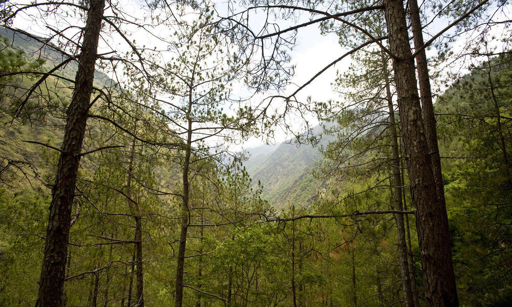 Trees lining a trail in Langtang National Park, Nepal.