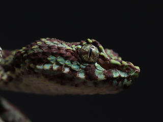 portrait of the head of a Trimeresurus ciliaris snake in the Greater Mekong