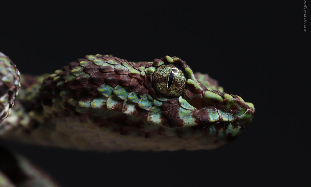 portrait of the head of a Trimeresurus ciliaris snake in the Greater Mekong