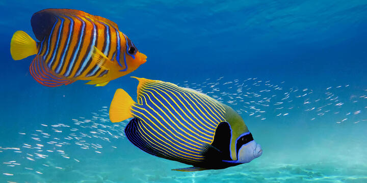 Close up of two colorful tropic fish in the ocean 