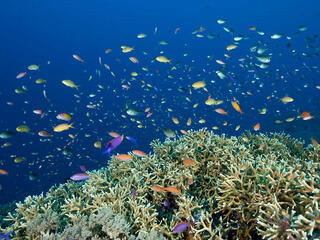 fish in tubbataha reef