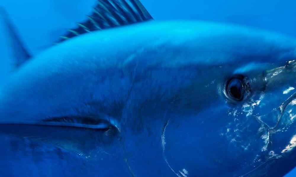 Tuna | Species | WWF