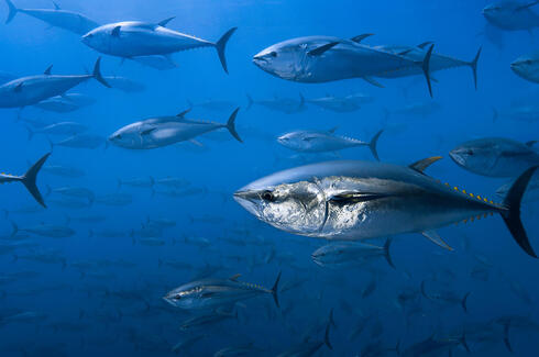 Tuna swimming underwater