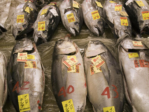 Fresh tuna, labelled and displayed for sale