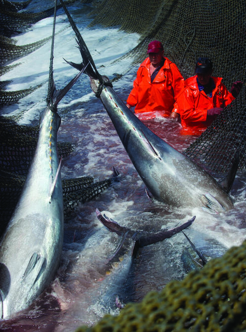 Atlantic Bluefin Tuna in fishing net