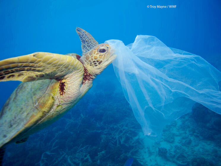 https://files.worldwildlife.org/wwfcmsprod/images/TurletPlastic_1.jpg/blog_show/2je823qvgm_TurletPlastic_1.jpg