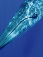 Turning the Tide: 50 Years of Collaboration for Whale and Dolphin Conservation Brochure