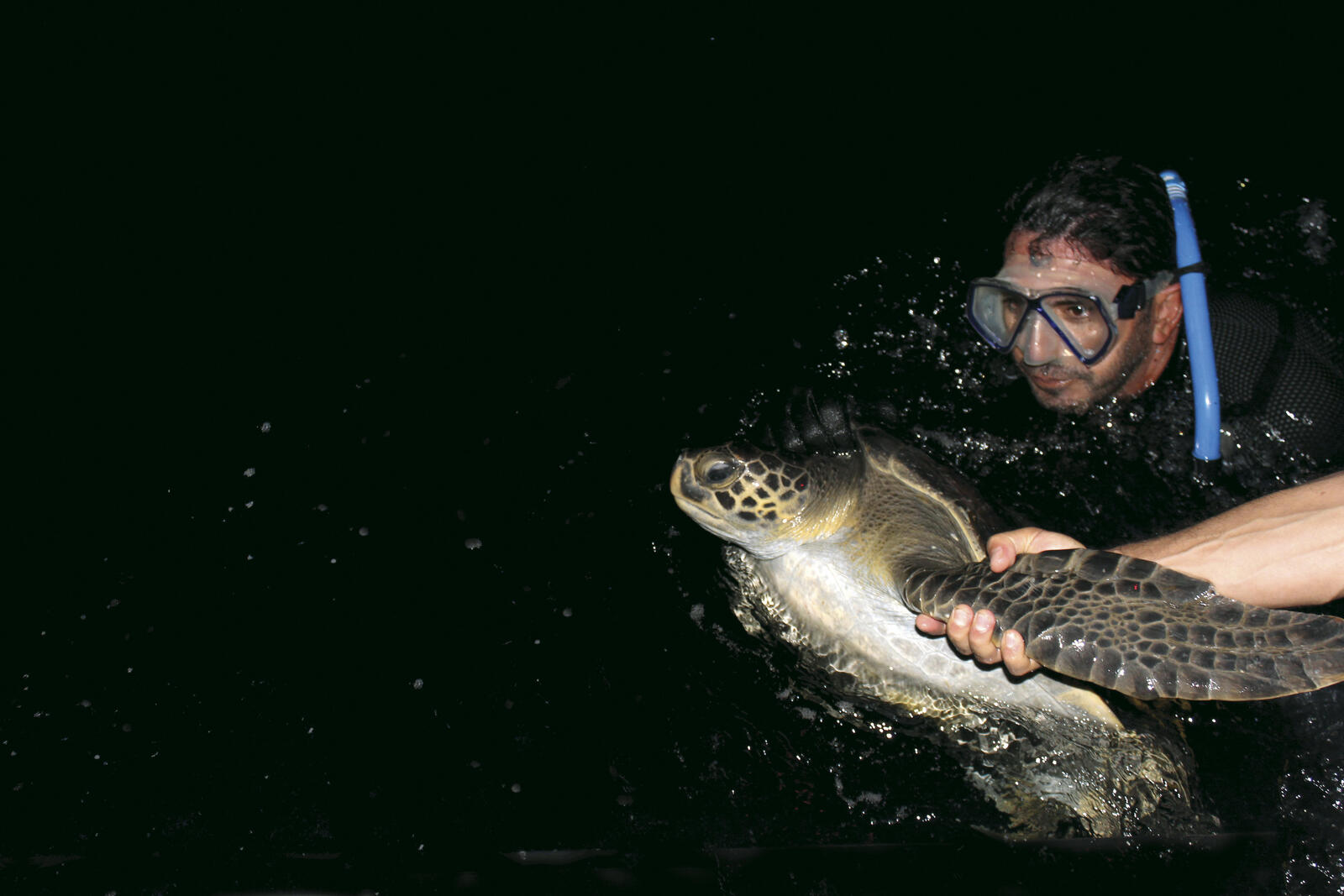 turtle tagging in colombia