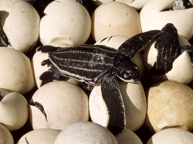 baby turtle on eggs