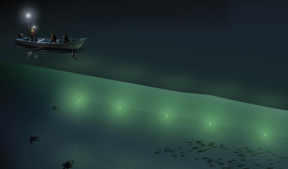 Lighted fishing nets may help save marine animals 