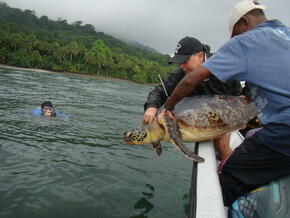 Releasing tagged turtle